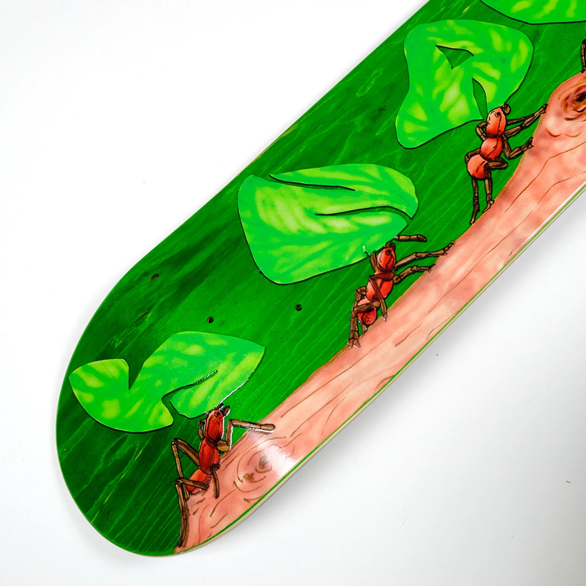 Snack Leafcutter 8.5 tavola skateboard acero canadese